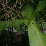 Miconia impetiolaris Other