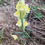 Linaria vulgarisКветка