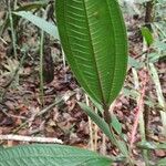 Miconia nervosa Leaf