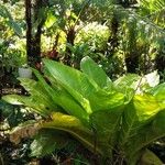 Anthurium jenmanii Leaf