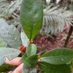Psychotria microglossa Hoja