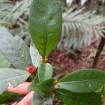 Psychotria microglossa Leaf