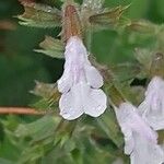 Salvia repens 花