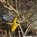 Acacia doratoxylon Flower