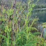 Oenanthe palustris