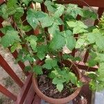 Rubus occidentalis Leaf