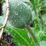 Papaver orientale Blomma