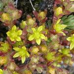 Sedum annuum Virág