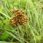 Juncus acutus Φρούτο