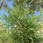 Tamarix gallica 葉