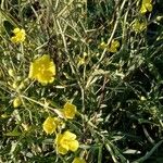 Diplotaxis tenuifolia Flor