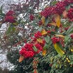 Cotoneaster frigidus Hedelmä