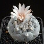 Turbinicarpus schmiedickeanus Характер