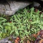 Asplenium viride Habitat