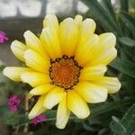 Gazania rigensFlower