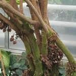 Aristolochia arborea Цвят