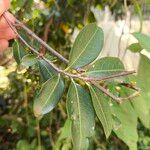 Erythroxylum coca Yaprak