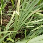 Gladiolus dalenii Frunză