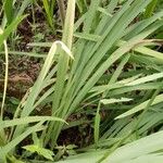 Gladiolus dalenii पत्ता