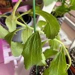 Stevia rebaudiana Ліст