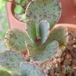 Kalanchoe marmorataLeaf