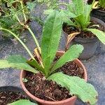 Eryngium foetidum Leaf