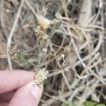 Hieracium albiflorum Flower