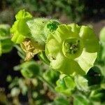 Nicotiana rustica 花