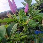 Cryptostegia madagascariensis Flower