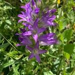 Campanula spicataFlor