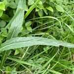Phyteuma betonicifolium Leaf