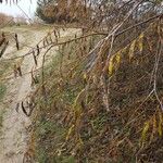 Salix acutifolia Hoja
