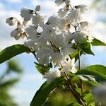 Deutzia scabra花