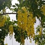 Cassia fistulaফুল