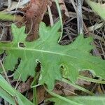 Cirsium tuberosum पत्ता