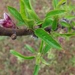 Prunus persica Blad