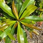 Elaeocarpus spathulatus Blatt