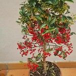 Ardisia crenata Plod