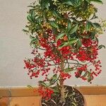 Ardisia crenata Frukt