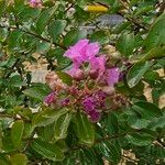 Lagerstroemia indicaफूल