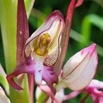 Himantoglossum adriaticum Flower