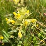 Rhinanthus major Blomma