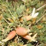 Astragalus armatus Altro