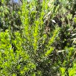 Baccharis paniculata Yaprak