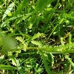Leucanthemum vulgare Blatt