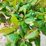 Terminalia catappa List