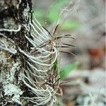 Sarcochilus rarus Кора