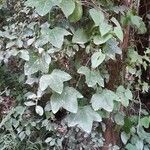 Passiflora lutea عادت