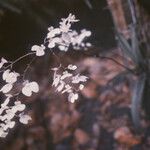 Ionopsis utricularioides Flor