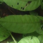 Trichilia prieuriana Feuille